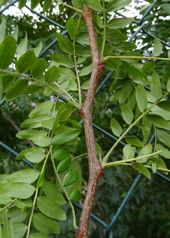 Gleditsia triacanthos var. inermis - Fabaceae